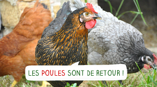Visuel video Les poules sont de retour !